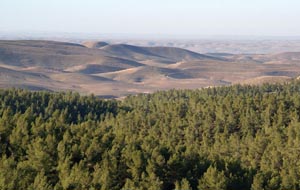 The Yatir forest. grows on arid land